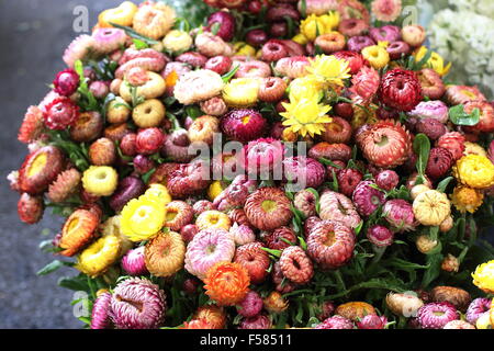 Bracteantha Bracteata o noto anche come carta Daisy Foto Stock