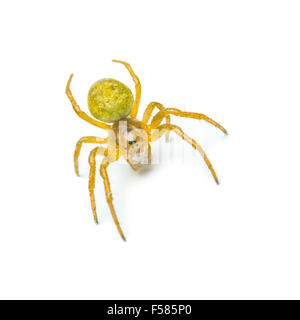 Gattona giallo spider isolato su bianco Foto Stock