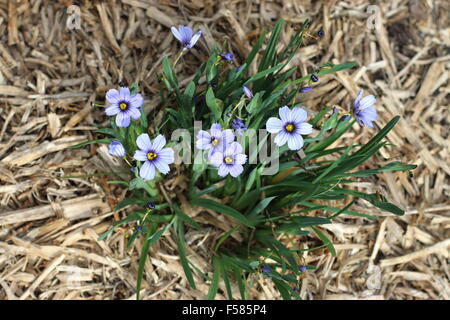 Sisyrinchium bellum o noto anche come erba Blue-Eyed piantati sul terreno Foto Stock