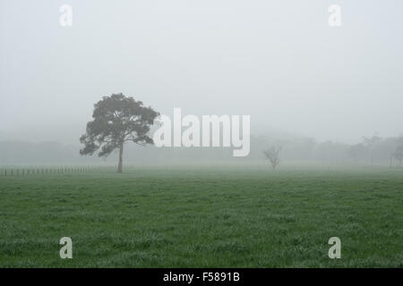 Un giorno di nebbia in aggiunge mistero al bel verde terreno coltivato sulle colline di Adelaide Foto Stock