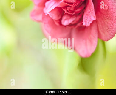 Bella deep pink camellia Serra fioriscono macro close up con goccioline di acqua e copia dello spazio. Foto Stock