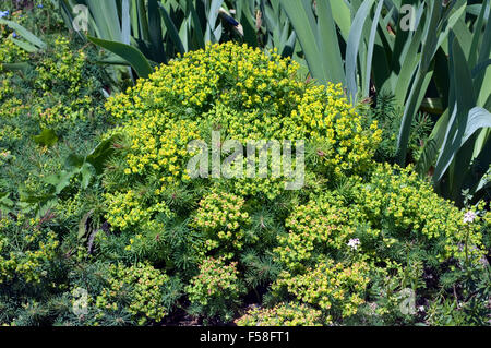 Steppenwolfsmilch, Euphorbia seguieriana Foto Stock