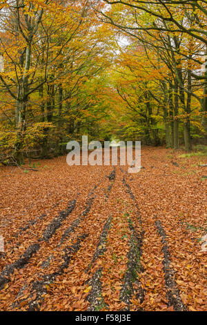 Strada di ghiaia avvolgimento attraverso una foresta autunnale in Galles. Foto Stock