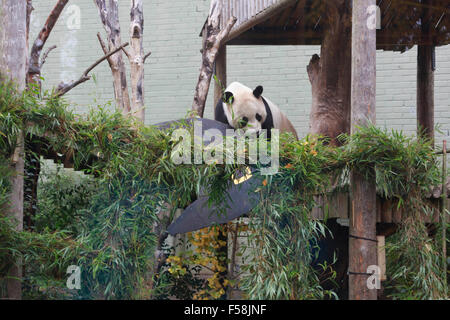 Edinburgh, Regno Unito. 30th. Edinburgh panda gigante Yang Guang ottiene una sorpresa di Halloween. I detentori RZSS Lo Zoo di Edimburgo hanno decorato il suo involucro esterno con una grande bambù fatti a mano scultura. Pak@ Mera/Alamy Live News. Foto Stock