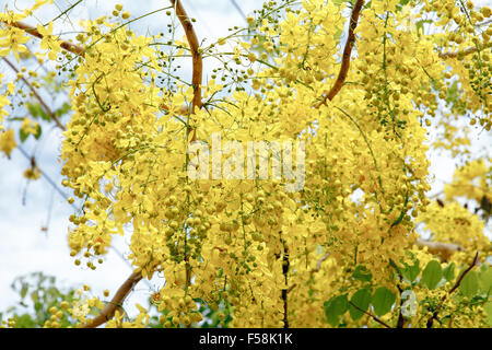 Golden grappoli di cassia fistola, fiore nazionale della Thailandia Foto Stock