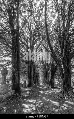 Yew Tree avenue in St Gluvias sagrato in Penryn, Cornwall, Regno Unito Foto Stock