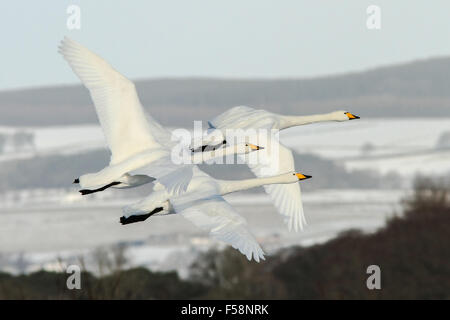 Whooper tre cigni in volo durante la loro migrazione dall'Islanda alla Scozia contro una neve sfondo placcati Foto Stock