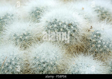 Poco pelose a forma di sfera cactus Cactaceae pianta Foto Stock