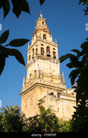 Torre campanaria della moschea e la Cattedrale di Nostra Signora dell'Assunzione a Cordoba, Andalusia, Spagna Foto Stock