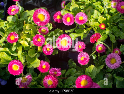 Rosa e giallo Bellis perennis fiori all'aperto in maggio. Foto Stock