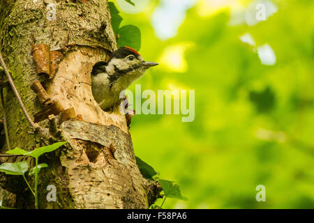 Picchio giovani Foto Stock