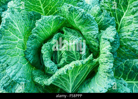 Fresh cavolo verza, sullo sfondo della natura Foto Stock