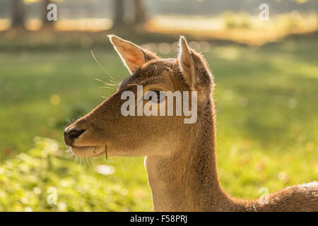 Close-up di una femmina di daino ( Dama Dama ) con fili di erba fuori della sua bocca nel paesaggio non focalizzato l'impostazione. Foto Stock