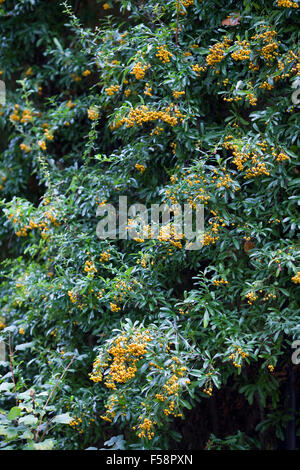Pyracantha coccinea Firethorn Golden incantatore Foto Stock