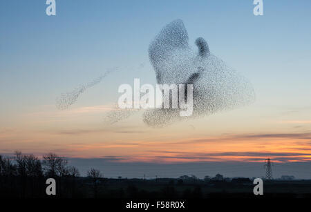 Un gregge gigante di storni noto come un murmuration costituisce una forma di UFO nel cielo al tramonto vicino alla città di Gretna nel sud della Scozia Foto Stock