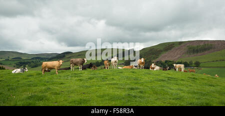 Bestiame bovino di caseificio su una collina scozzese Foto Stock