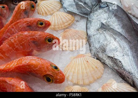 Pesci e conchiglie visualizzati giacente su ghiaccio Foto Stock