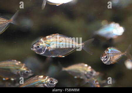 Ponyfish Spotnape (Nuchequula nuchalis) in Giappone Foto Stock