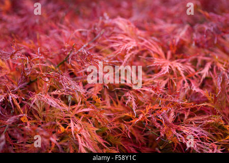 Acer palmatum acero giapponese Foto Stock