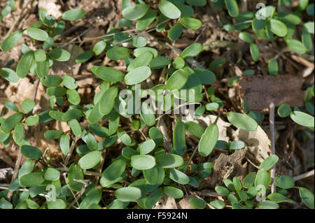 Un gruppo di cotiledoni cleavers, Galium aparine, piantine germinatiing in un cluster in primavera, Berkshire, Marzo Foto Stock