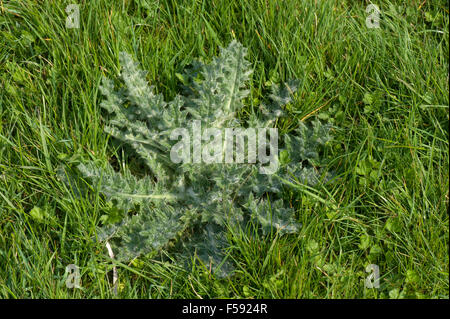 Una lancia thistle, Cirsium vulgare, leaf rosetta, un erbaccia in pascolo erba di prato, Berkshire, Aprile Foto Stock