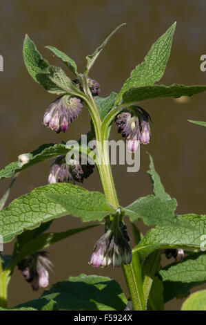 Comfrey comune, consolida, con fiori viola sulle rive del Kennet and Avon Canal Foto Stock