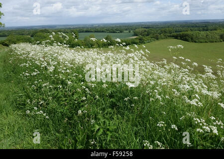 Una fila di fioritura bianco mucca prezzemolo, Anthriscus sylvestris, su un campo di banca a inizio estate, Giugno Foto Stock