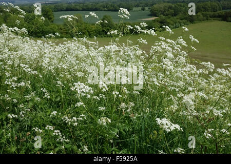 Una fila di fioritura bianco mucca prezzemolo, Anthriscus sylvestris, su un campo di banca a inizio estate, Giugno Foto Stock