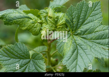 Ribes sowthistle-afidi, Hyperomyzus lactucae, foglia di distorsione e danni alle foglie blakcurrant, Berkshire, Giugno Foto Stock