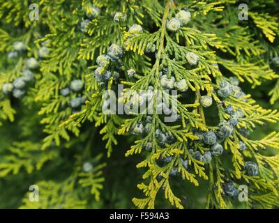 Thuja succursale con piccoli coni su sfondo bianco Foto Stock