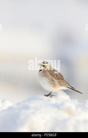 Cornuto lark arroccato nella neve con becco aperto. Foto Stock