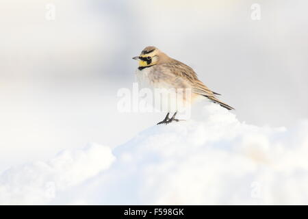 Cornuto lark arroccato nella neve. Foto Stock