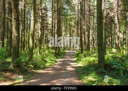 Sentiero forestale all'interno di Stanley Park, Vancouver, BC, Canada. Foto Stock