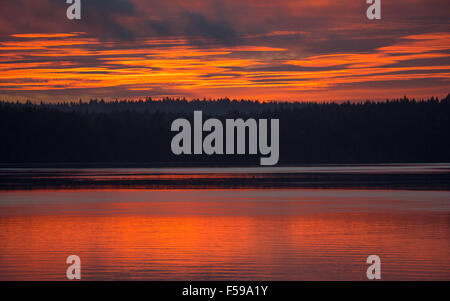 Brillante alba sulle foreste Squaxin isola dopo una tempesta di pioggia sul Puget Sound, nello Stato di Washington, USA Foto Stock