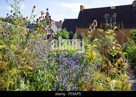 Teasles crescono nel giardino di Culross Palace nel Royal Burgh di Culross, Fife, Scozia UK Foto Stock