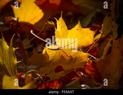Caduto foglie di platano cattura la luce del sole come fiamme. L'autunno. Foto Stock