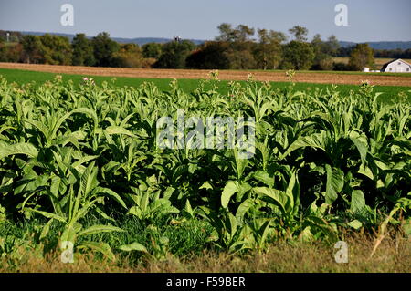 Lancaster County, Pennsylvania: le piante di tabacco che cresce in un campo su una fattoria Amish Foto Stock