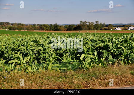 Lancaster County, Pennsylvania: le piante di tabacco che cresce in un campo su una fattoria Amish Foto Stock