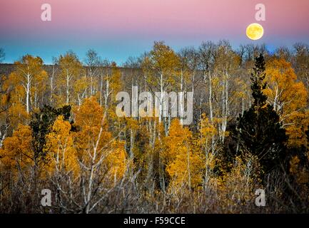 Ore del sorgere oltre i colori dell'autunno nel vertice di Conway con lo sfondo delle montagne di Ansel Adams Wilderness e il Parco Nazionale di Yosemite in Mono County, California. Foto Stock