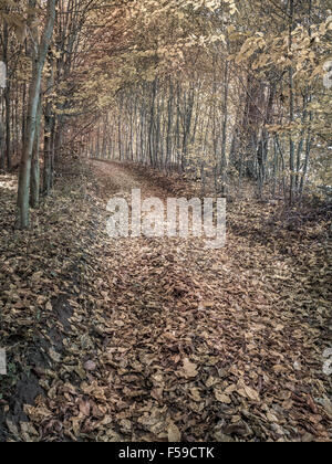 Il percorso nel bosco coperto con foglie in autunno i colori Foto Stock