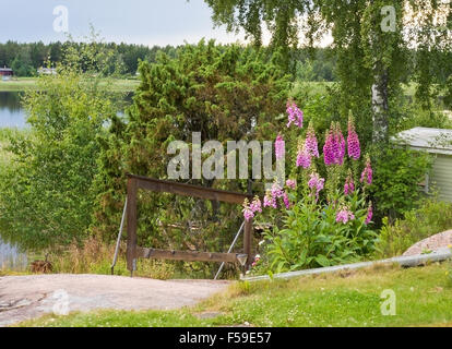 Rosa e viola di lupino fiori e vegetazione di mezza estate in Varmland, Svezia. Foto Stock