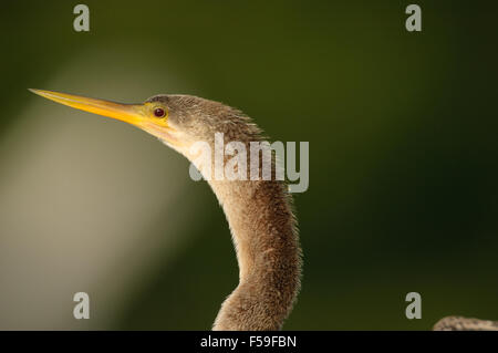 Anhinga (Anhinga anhinga), Wakodahatchee zone umide, Delray Beach, Florida, Stati Uniti d'America Foto Stock