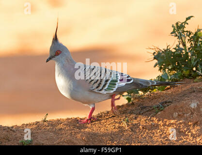 Colorato crested pigeon, Ocyphaps lophotes, nativi Australiani con uccello rosso vivace per gambe e decorativo piumaggio striato Foto Stock