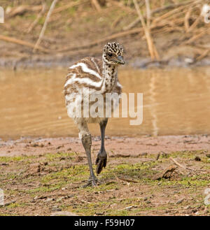 Piccolo pulcino emu con brown & bianco striato piumaggio accanto all acqua fangosa di fiume Paroo Currawinya nel Parco Nazionale di outback Australia Foto Stock