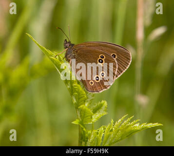 Ringlet butterfly Aphantopus hyperantus nella campagna inglese a Delamere Forest Cheshire England Regno Unito Foto Stock