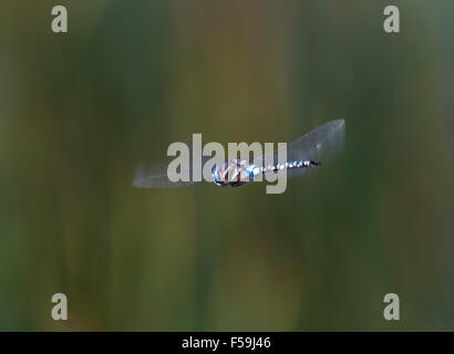 Libellula blu in bilico Foto Stock