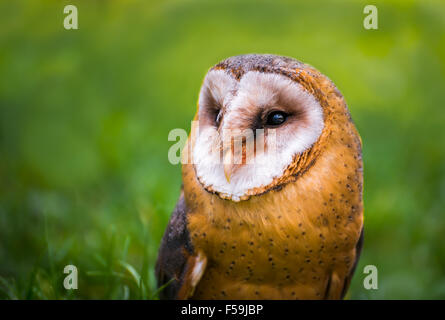 Tyto alba - Close up ritratto di un Barbagianni su sfocato erba verde sullo sfondo Foto Stock