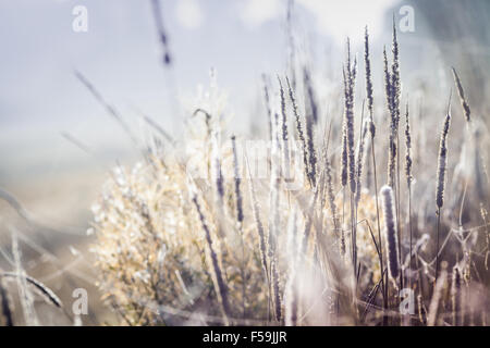 Erba autunnale Spikellets coperto di rugiada e Spider Web Foto Stock