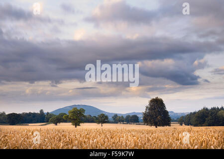 Golden delle colture di frumento con belle nuvole in movimento al di sopra di Foto Stock