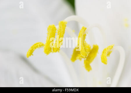 "Bauhinia acuminati' o 'Snowy Orchid Tree' Fiore con macro shot Foto Stock